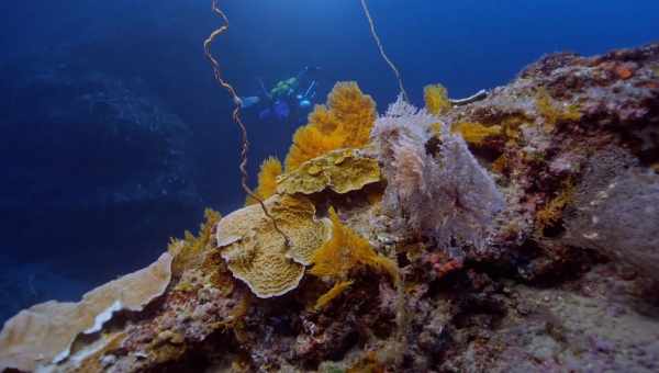 Почему ученые так беспокоятся из-за разрушения коралловых рифов