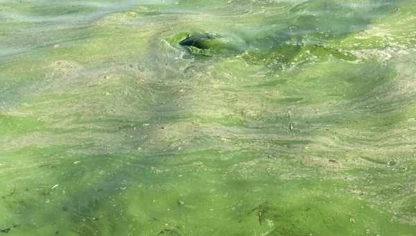 Всплеск азота превратил водоросли саргассум в крупнейшее токсичное скопление