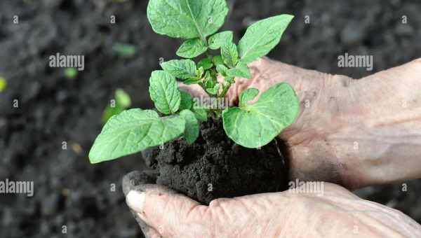 Способи вирощування розсади картоплі та їх результативність: на замітку городнику