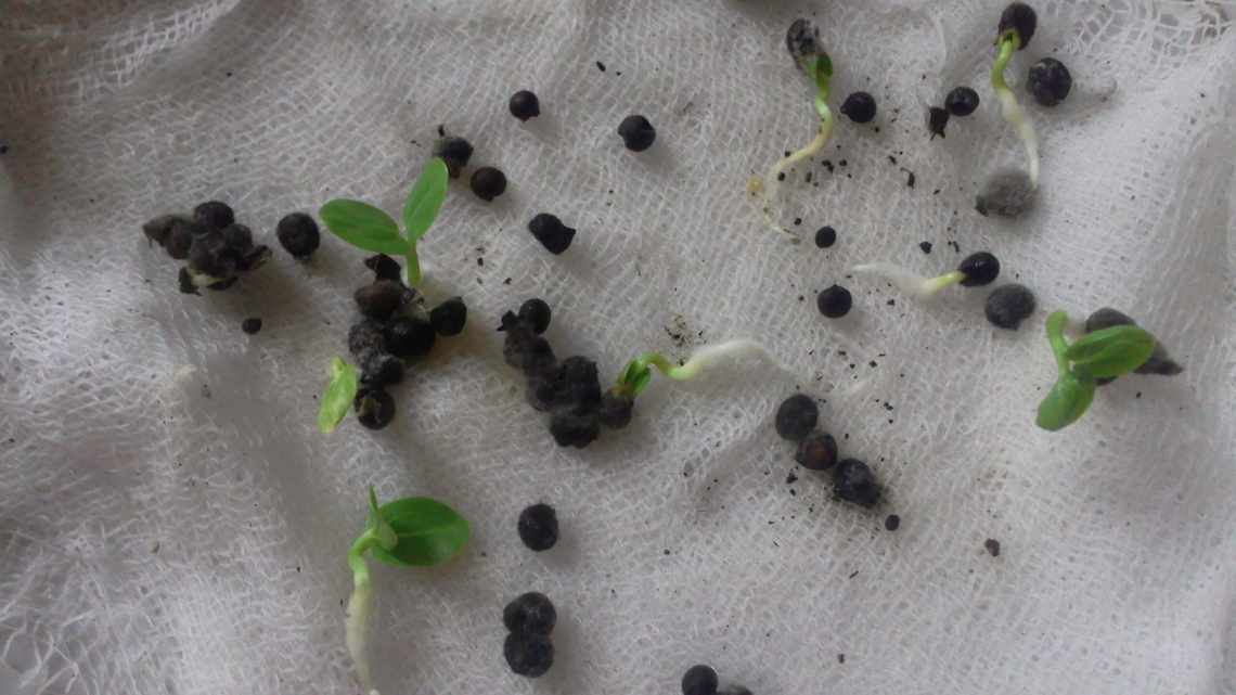 Секрети вирощування сальвії із насіння: як отримати здорову розсаду