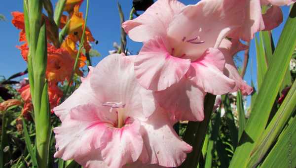 Догляд за гладіолусами восени і підготовка квітів до зими: поради кольору