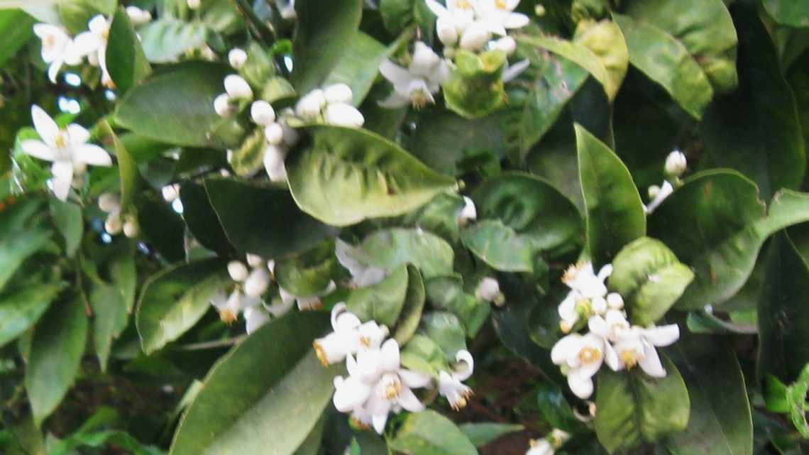 Квітка з цитрусовим ароматом: 35 фото вдалого застосування монарди в саду