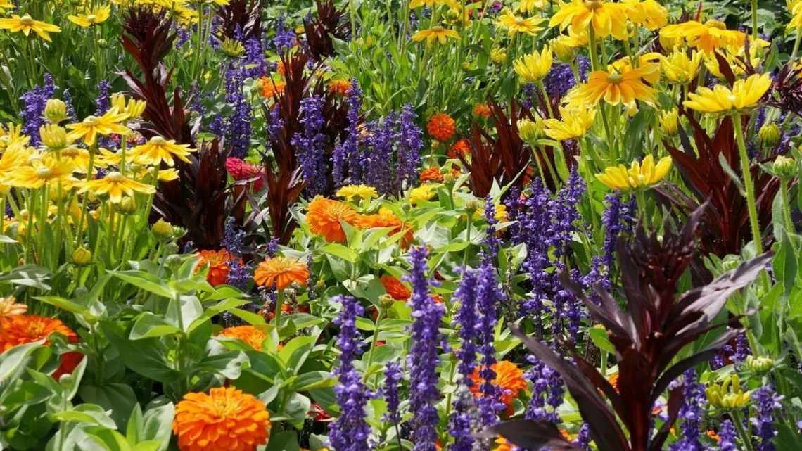 10 красивих садових рослин, які цвітуть все літо