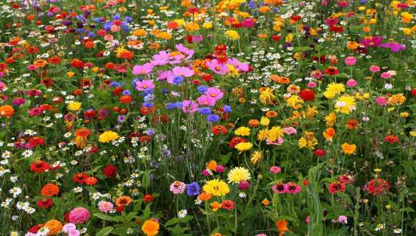 10 красивих квітів добре ростуть на піщаному ґрунті і не примхують