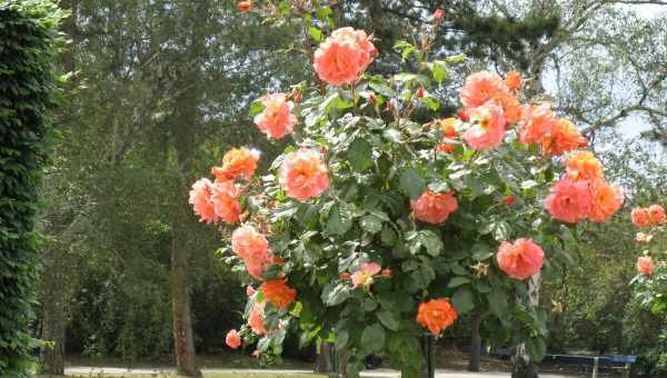 Що таке штамбова троянда: сад з Країни чудес